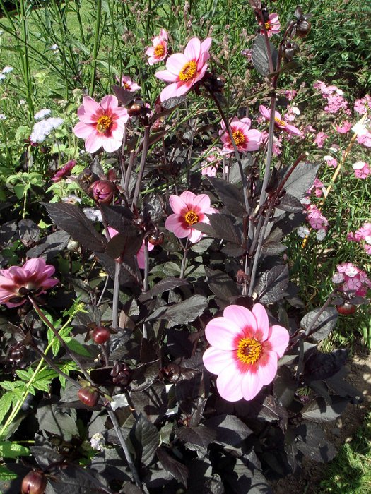 Dahlia x 'His Wink'